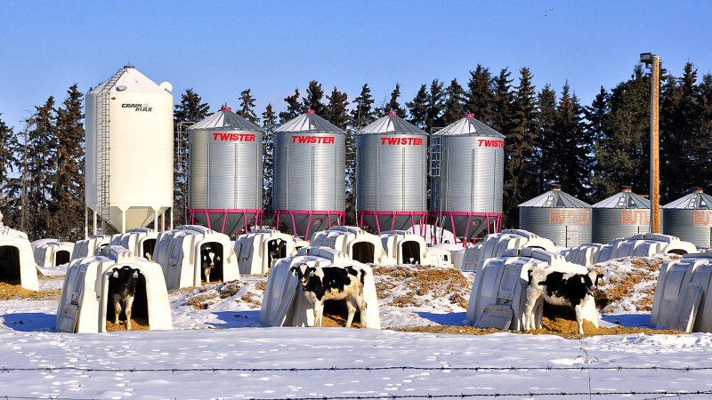 _DSC0006pb.jpg  Igloo and the Calfs