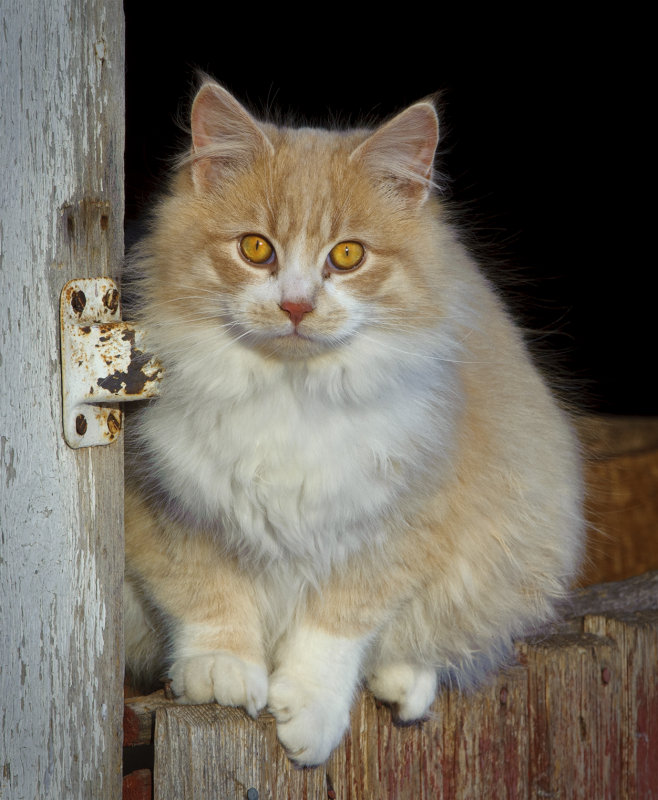 _GWW6298pb.jpg  Just a Barn Cat