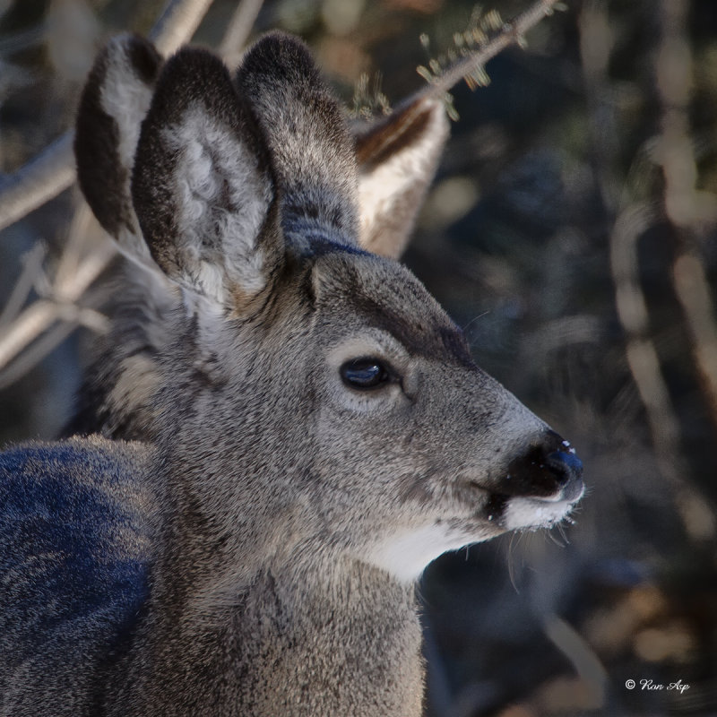 _DSC5209pb.jpg  Mule Deer Doe