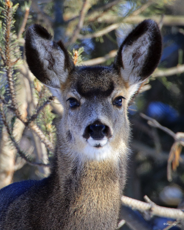 _DSC5207pb.jpg  Mule Deer Doe