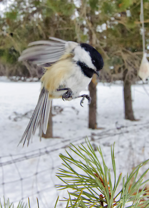 _GWW6346pb.jpg In for the Landing