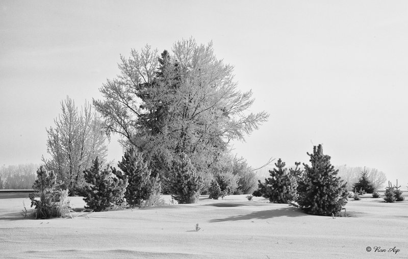 _GWW6741bw pd.jpg Foggy Morning Drive