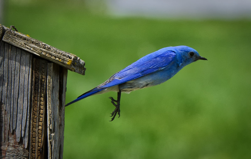 _DSC8958.jpg  Like a Stealth Fighter