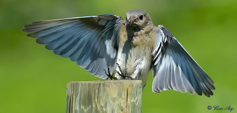 _DSC9685.jpg    Mountain Bluebirds