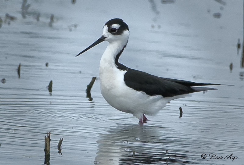 _DSC0180.jpg  Black-necked Stilt