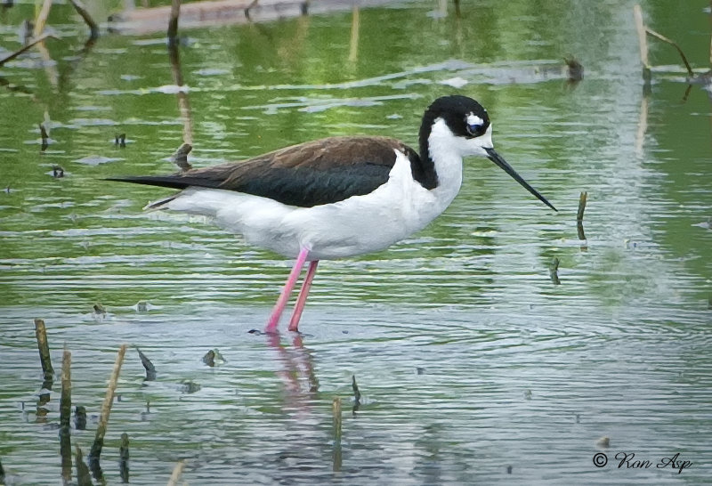_DSC0209.jpg Black-necked Stilt