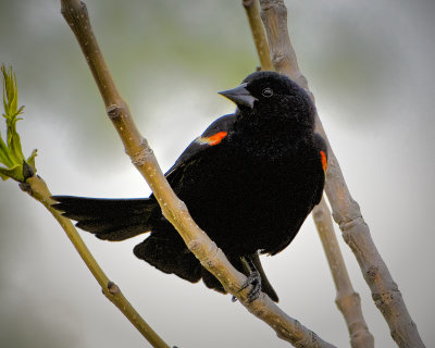 _DSC2021pb.jpg 'Redwing Blackbird