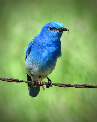 _DSC2157pb.jpgMale Blue Bird