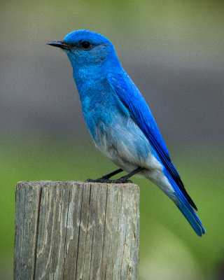 _DSC2355pb.jpg THE Beautiful Bluebird