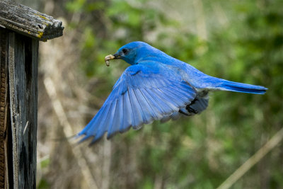 _DSC2442pb.jpg  Fifteen Minutes To Gather Food