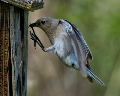_DSC2458pb.jpg  The Female Mountain Bluebird