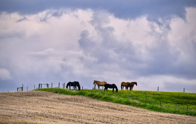 _DSC3203pb.jpg  Horses and HIlls