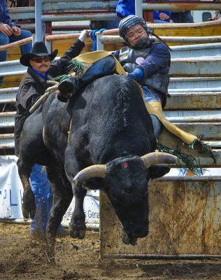 _SDP5114apb.jpg The Bull Rider