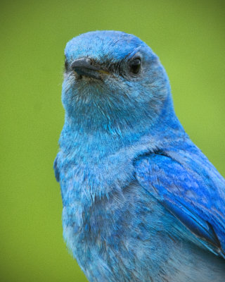 _DSC4757.jpg The Male Mountain Bluebird 2