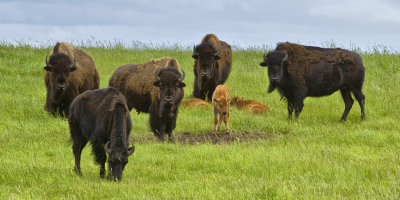 _DSC4900pb.jpg  Bison on the Prairies