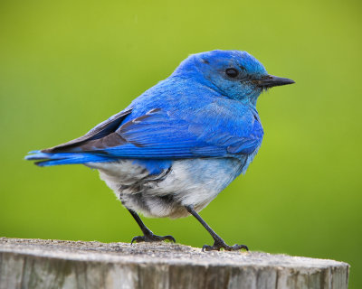_DSC4883pb.jpg The Beautiful Male Mountain Bluebird