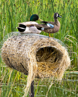 _DSC6405pb.jpg  Mallard Drake & Blue-Winged Teal