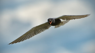 _DSC6653.jpg The Black Tern