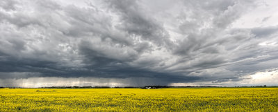Untitled_Panorama8pb.jpg Storm over the Canola Fields In Alberta