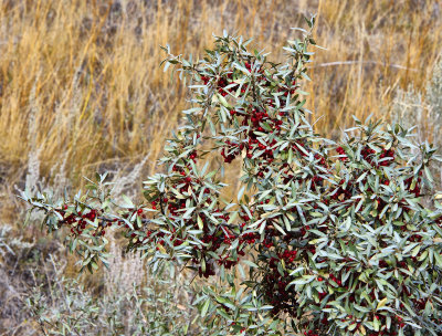 _SDP6858pb.jpg  What Is This Bush?    Pyracantha, Red firethorn  