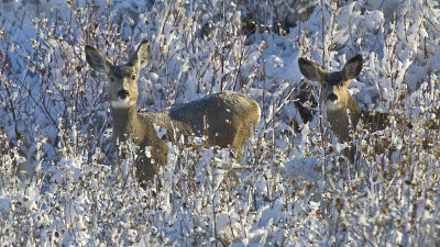 _DSC0610 copy.jpg  Two Doe's in the Willows