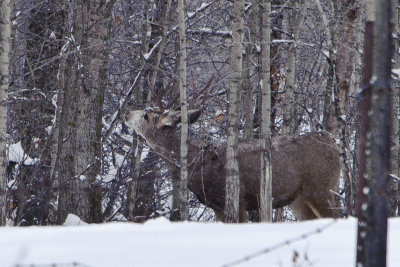 _SDP7740.jpg   Buck Mule Deer sometimes called a Black Tail