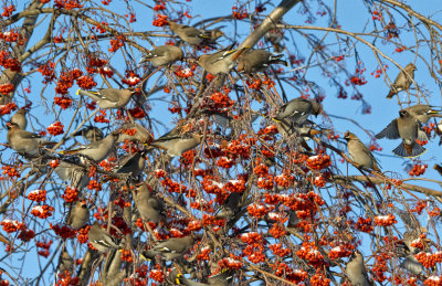 _DSC0773.jpg     Waxwings and Mountain Ash Berries