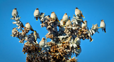 _DSC0789apb.jpg   Happy Cedar Waxwings