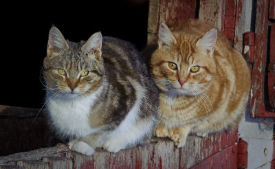 _GWW6285.jpg  Two More Barn Cats