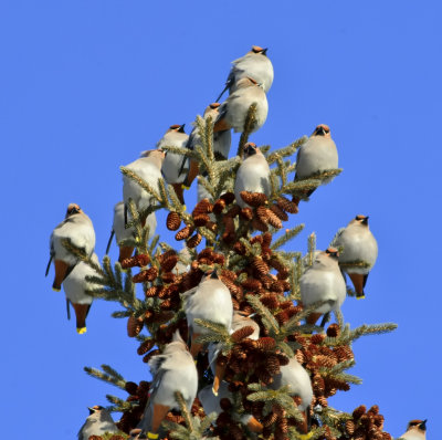 _DSC3764pb.jpg  Bohemian Waxwing