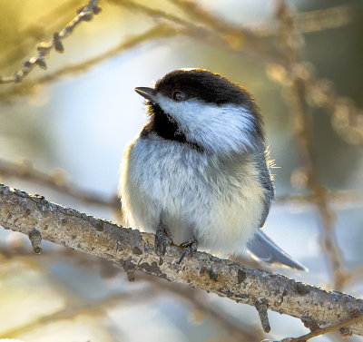 _DSC3795ab.jpg Black-capped Chickadee c