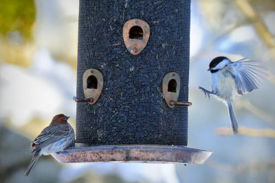 _DSC4052.jpg RedPoles and Black-capped Chickadee