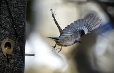 _DSC4191.jpg   Nuthatch leaving the feeder