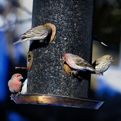 _DSC4286.jpg  Redpoles Duking it out...