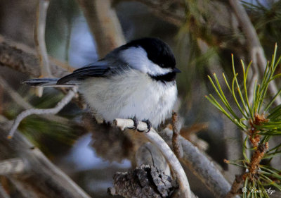 _DSC4547pb.jpg   Black-capped Chickadee