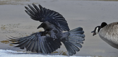 _DSC6237sm.jpg   Crows and Canada's Don't Mix