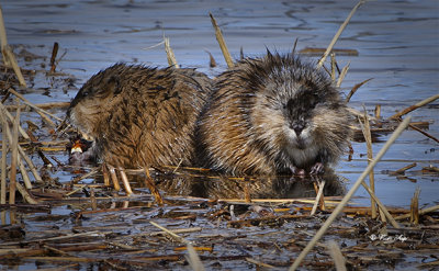 _DSC6329small.jpg  Mandy and Moe the Muskrats
