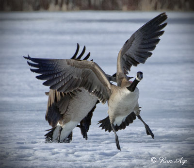 _DSC6564pb.jpg Fight for a Mate