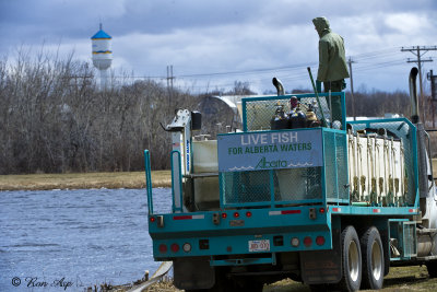 _DSC7515.jpg Fish Stocking at by the lake Park in Wetaskiwin