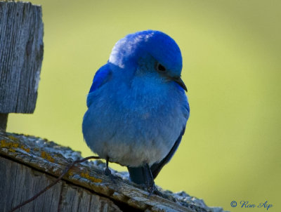 _DSC7753.jpg  Bluebirds Time-out