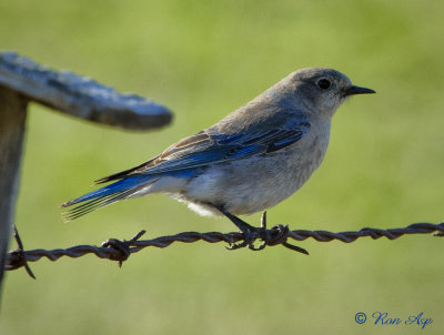 _DSC7723.jpg Female Bluebird