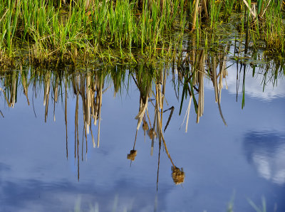 _DSC8406gf.jpg Reflection On the Pond
