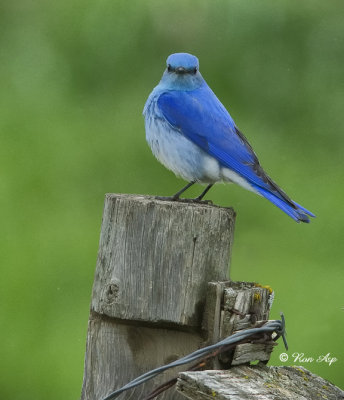 _DSC9094s.jpg  Male Mountain Blue Bird
