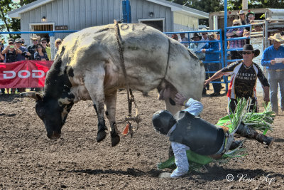 _GWW8093.jpg   Bulls were winning today...