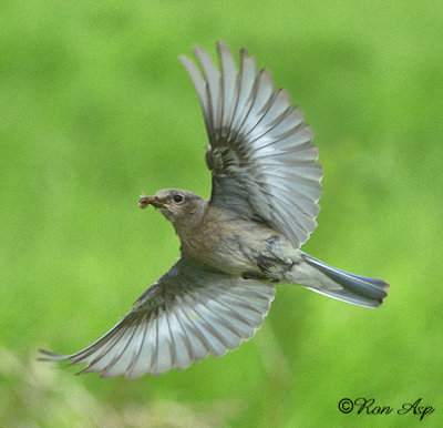 _DSC9841.jpg  Female in Flight