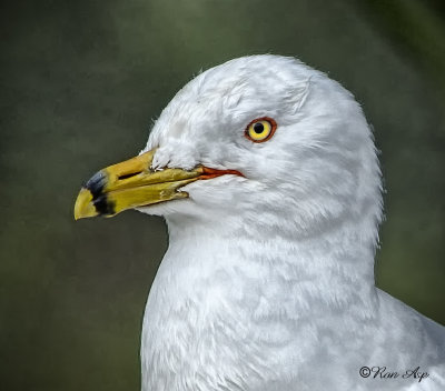 _DSC9891.jpg   Seagull