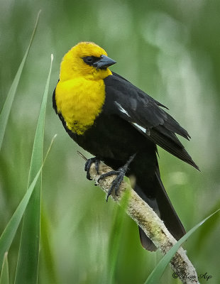 _DSC0215s.jpg  Yellow-headed Blackbirds