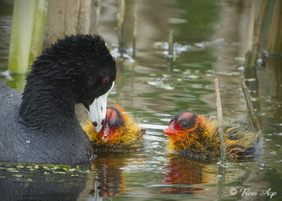 _DSC0159.jpg  American Coot