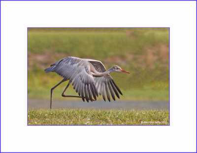 SANDHILL CRANES