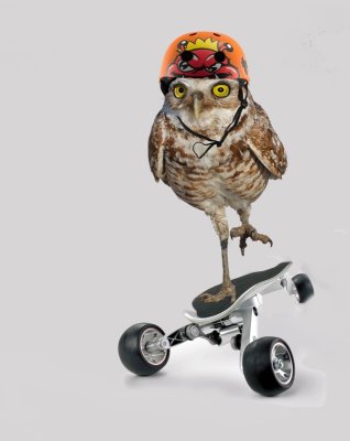 Skate-Board-Bird.jpg
